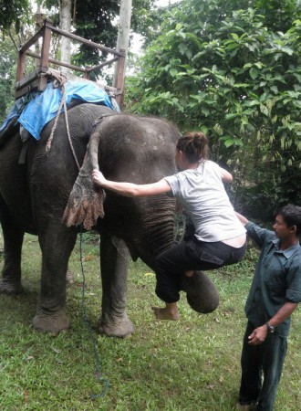 Nepal Climbing Elephant
