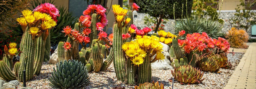 Cactus flowers in a drought tolerant garden