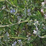 Salvia melifera