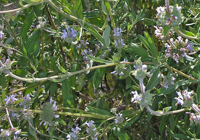 Salvia melifera