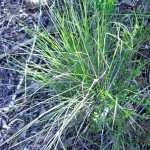 foothill_stipa