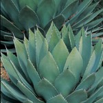 parry_agave