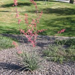 red_yucca