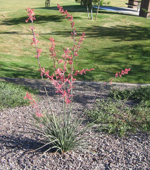 red_yucca
