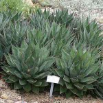 shaw_agave