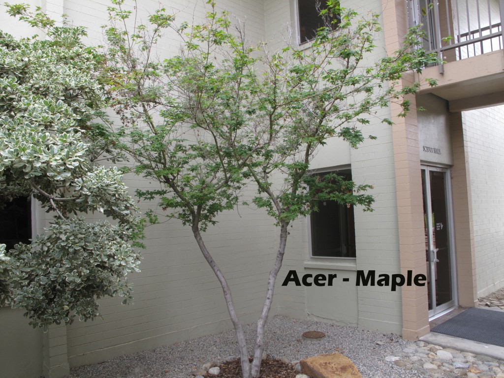 cat-017-Academic-Quad -I-Acer-Maple-tree