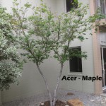 cat-017-Academic-Quad -I-Acer-Maple-tree