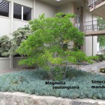 cat-018-Academic-Quad-J-Magnolia-tree