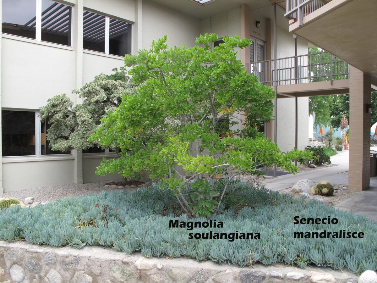 cat-018-Academic-Quad-J-Magnolia-tree