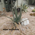 cat-020-Academic-Quad-Aloe-susannae