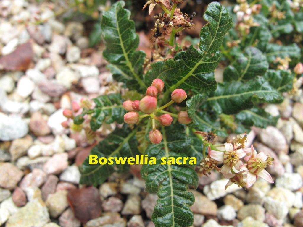 cat-022-Academic-Quad-Boswellia-sacra-B
