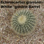 cat-029-Academic-Quad-Echinocactus-grusonii-white