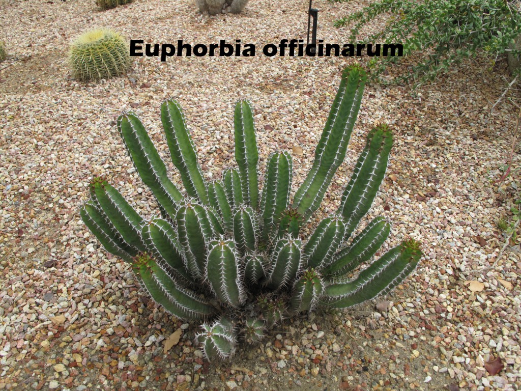 cat-033-Academic-Quad-Euphorbia-officinarum