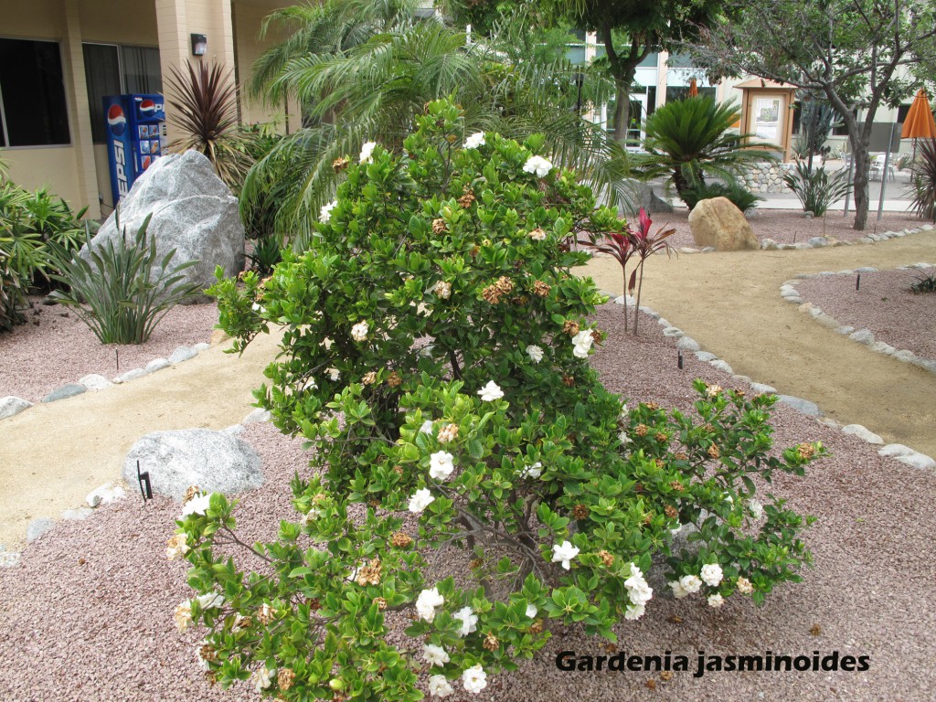 cat-037-Academic-Quad-Gardenia-jasminoides