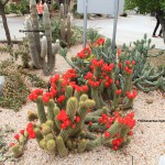 Lobivia huascha (Red torch cactus)