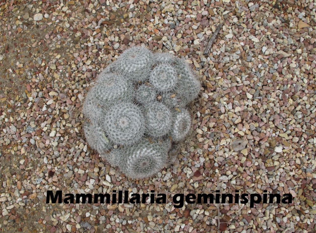 cat-045-Academic-Quad-Mammillaria-geminispina