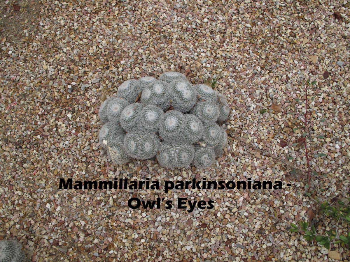 cat-046-Academic-Quad-Mammillaria-parkinsoniana