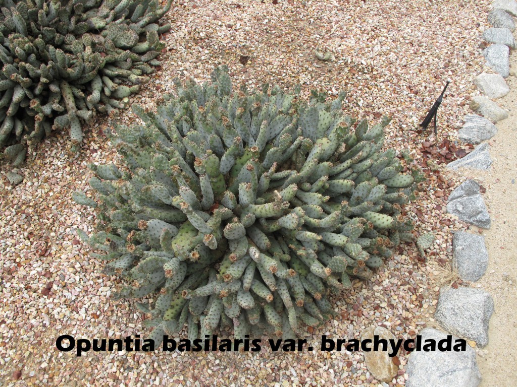 cat-049-Academic-Quad-P-Opuntia-basilaris-var brachyclada