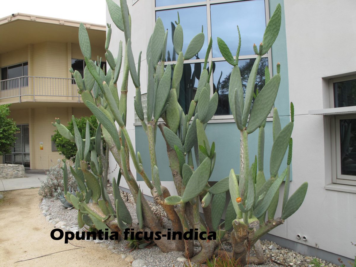 cat-052-Academic Quad-Q-Opuntia-ficus-indica