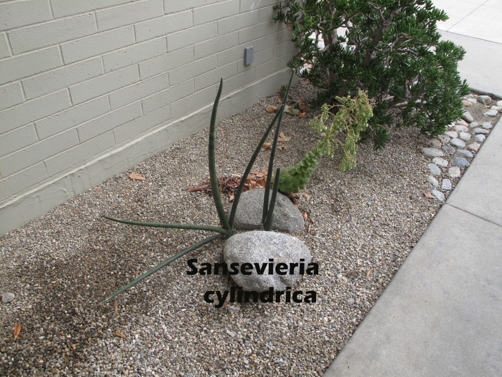 cat-055-Academic-Quad-Sansevieria-cylindrica