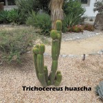 cat-057-Academic-Quad-Trichocereus-huascha B