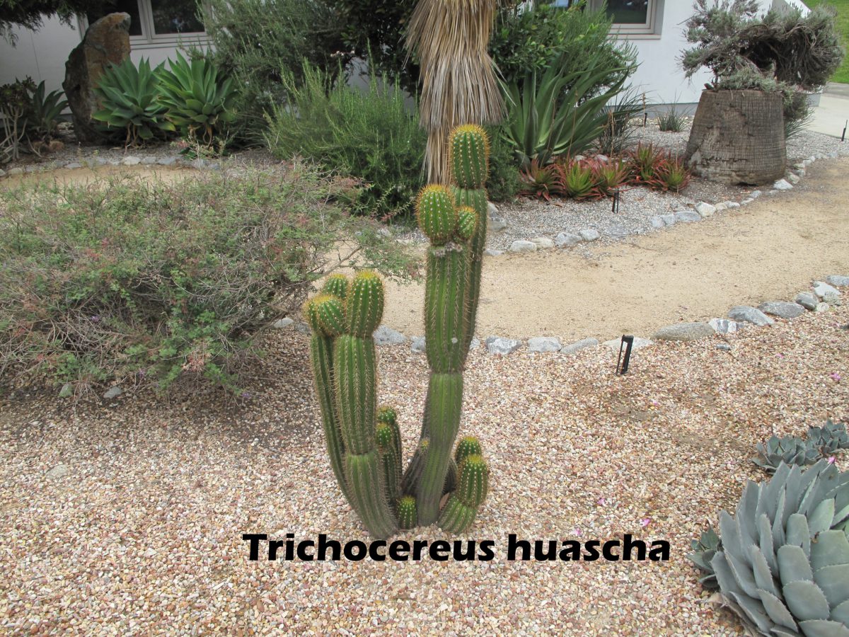cat-057-Academic-Quad-Trichocereus-huascha B