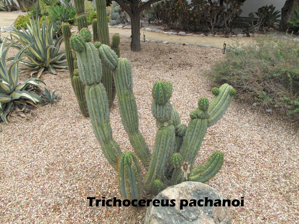 cat-058-Academic Quad Trichocereus pachanoi