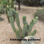 cat-058-Academic Quad Trichocereus pachanoi