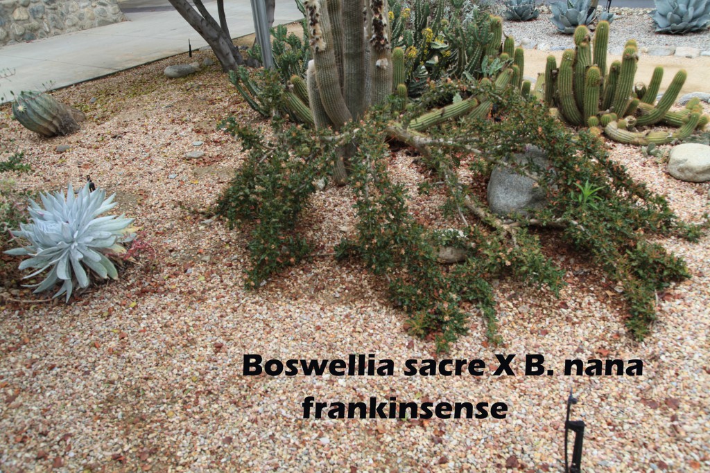 cat-062-Academic Quad Boswellia sacre