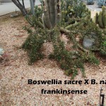 cat-062-Academic Quad Boswellia sacre