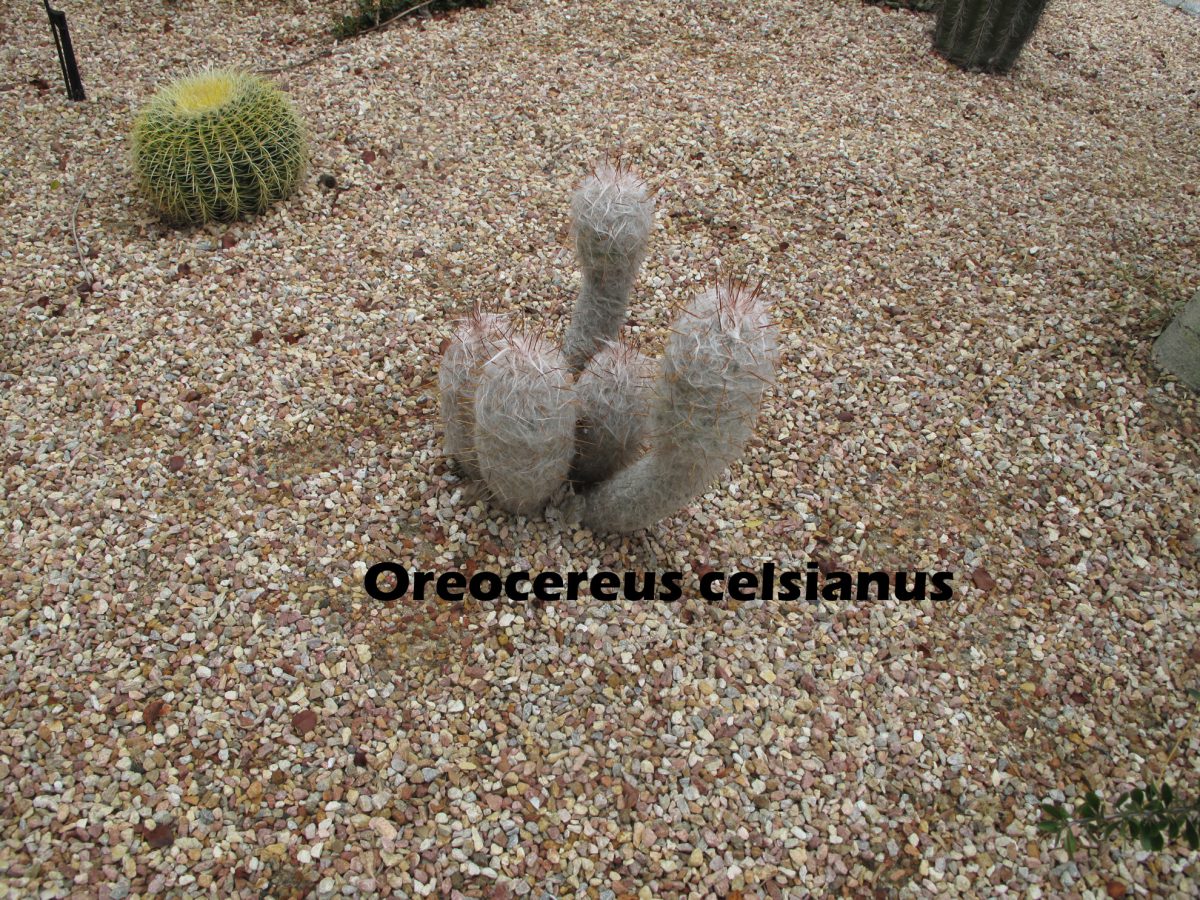 cat-062A-Academic Quad-Oreocereus celsianus