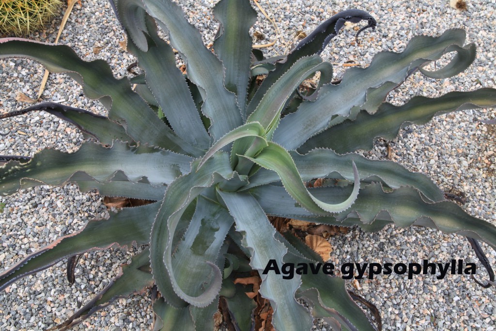 cat-093-Broad-Center-Agave-gypsophylla