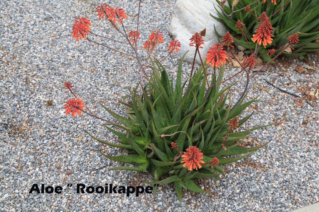 cat-094-Broad-Center-Aloe-Rooikappe
