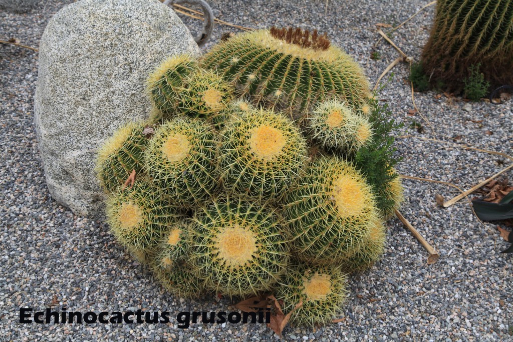 cat-095-Broad-Center-Echinocactus-grusonii E