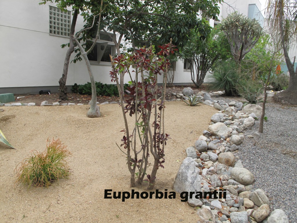 cat-096-Broad-Center-Euphorbia-grantii