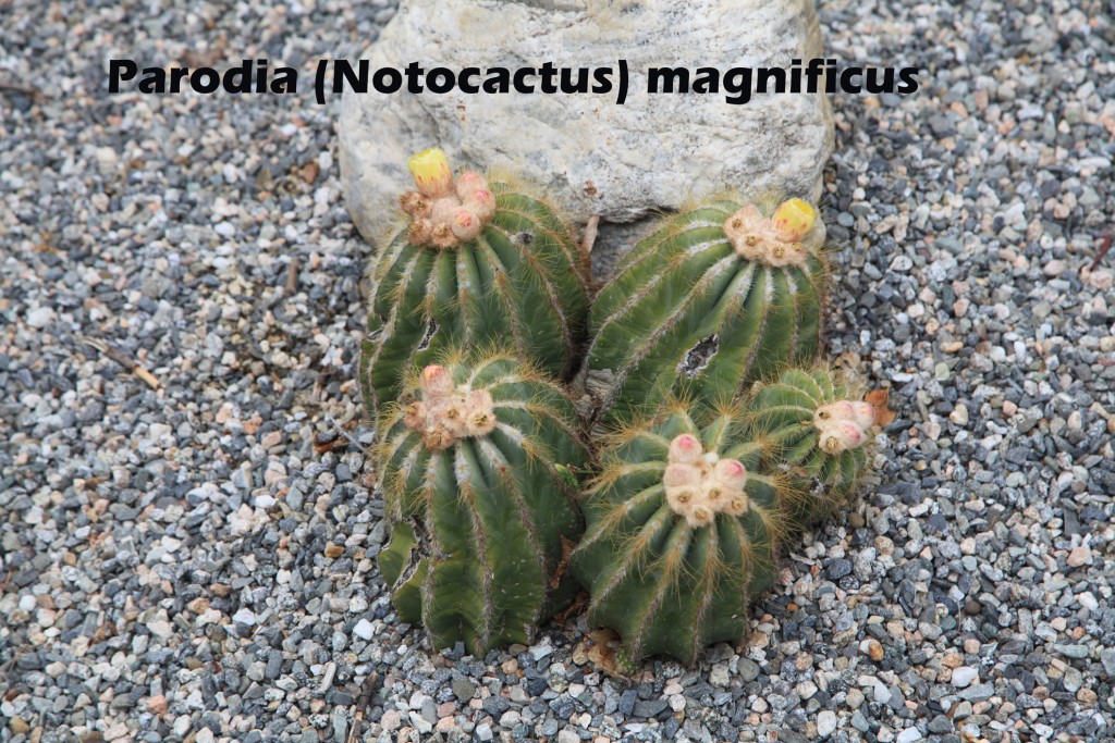 cat-097-Broad-Center-Notocactus-magnificus-E
