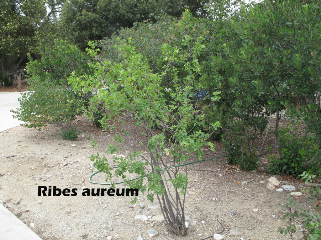cat-130-Grove-House-Ribes-aureum