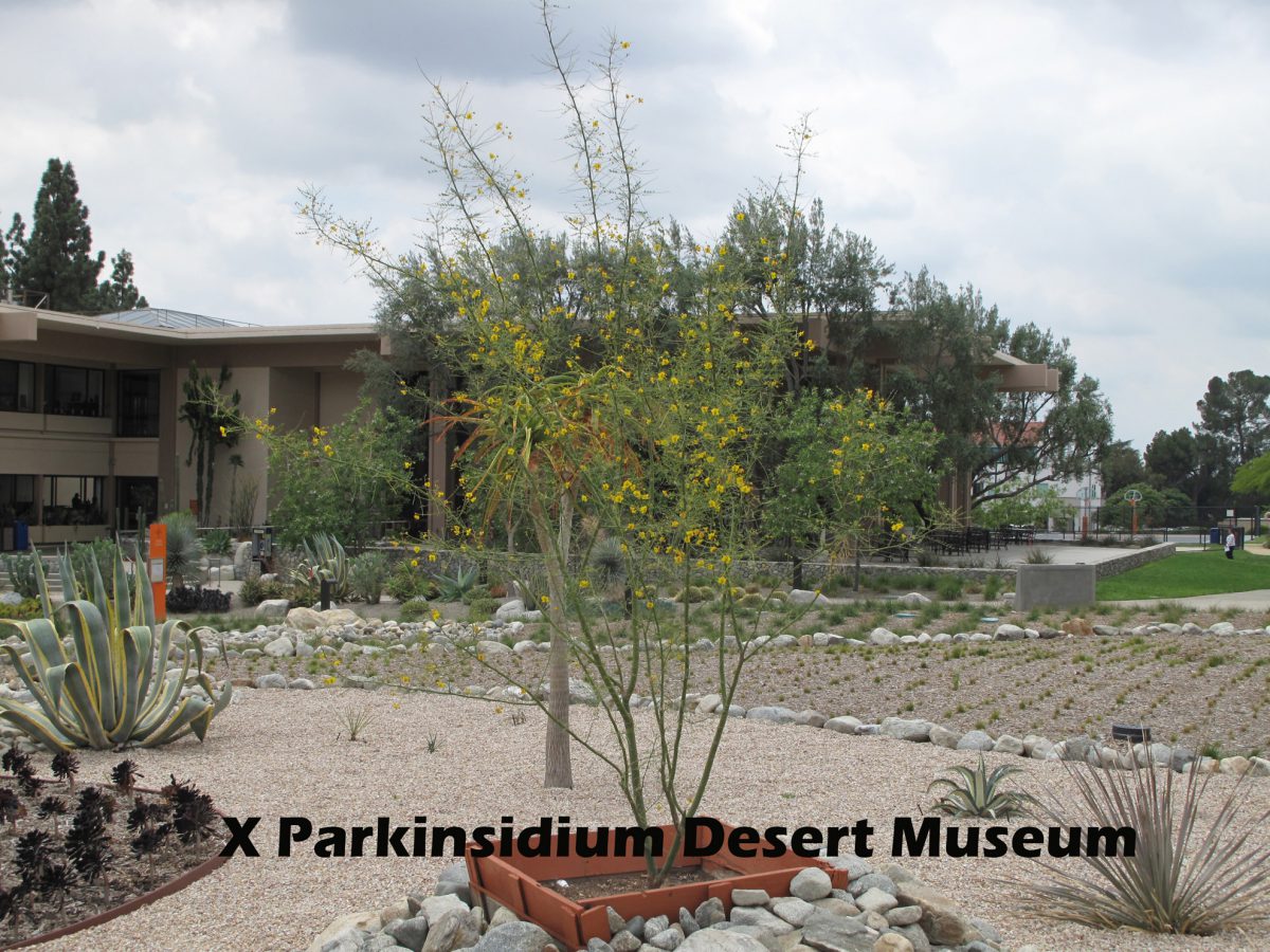cat-166-Holden-X-Parkinsidium-Desert-Museum