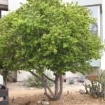 Academic quad Courtyard-tree - Prunus ilicifolia (California Cherry)
