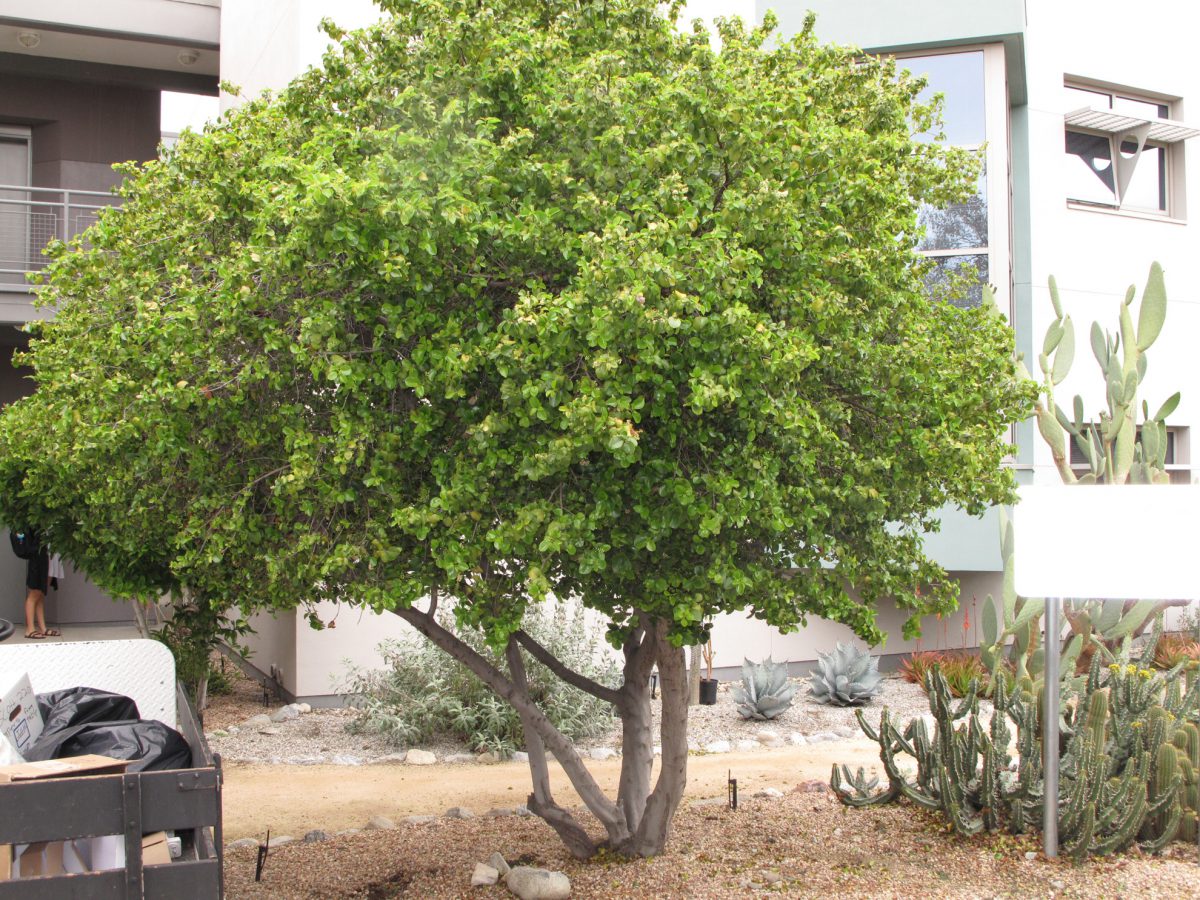 Academic quad Courtyard-tree - Prunus ilicifolia (California Cherry)