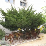 Academic quad-tree - Juniperus chinensis 'Mint Julep' (Chinese juniper)