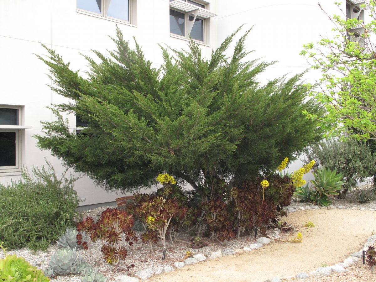Academic quad-tree - Juniperus chinensis 'Mint Julep' (Chinese juniper)