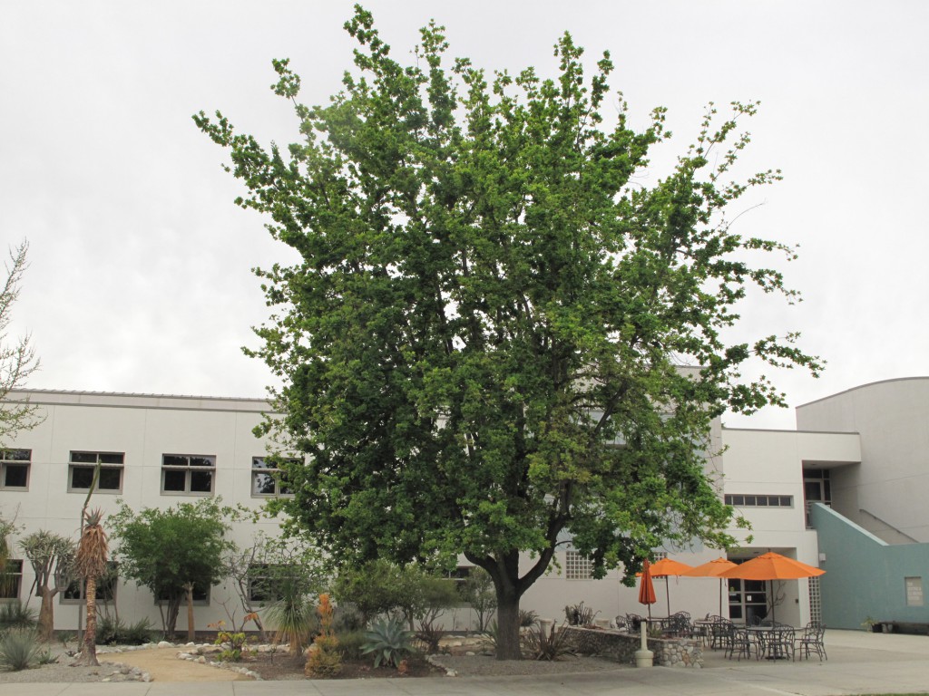 Broad Center-tree , Intercultural Garden - Quercus canariensis (Algerian oak)