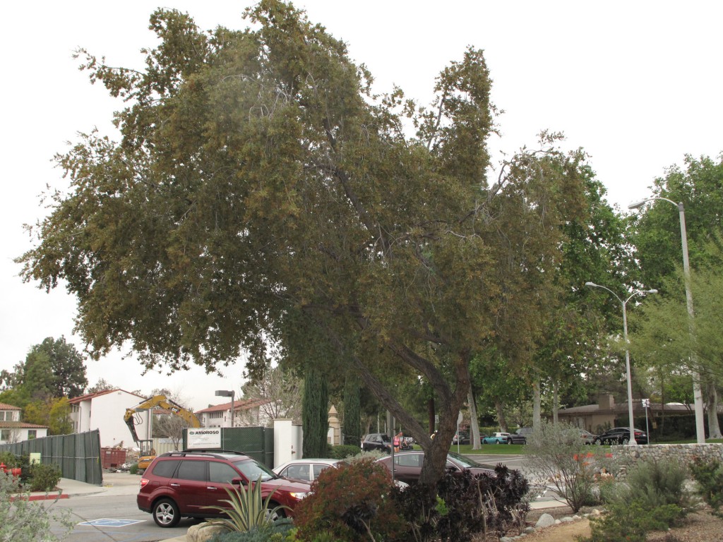 Broad Center-tree front- Quercus engelmanniii (Englemann oak)