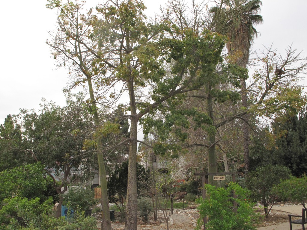 Grove House-tree - Chorisia speciosa (Kapock tree, Silk floss tree)