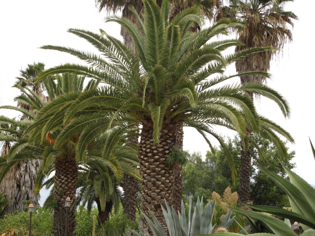 Grove-House-Phoenix-canarensis-Canary-Island Palm