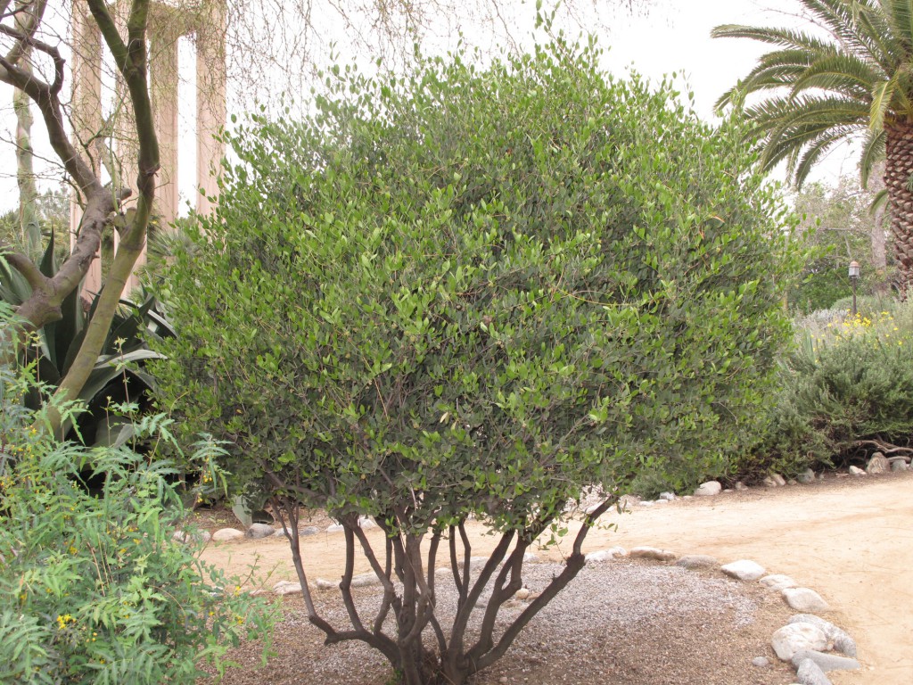 Grove House-tree - Simmodsia chinensis (Jojoba)