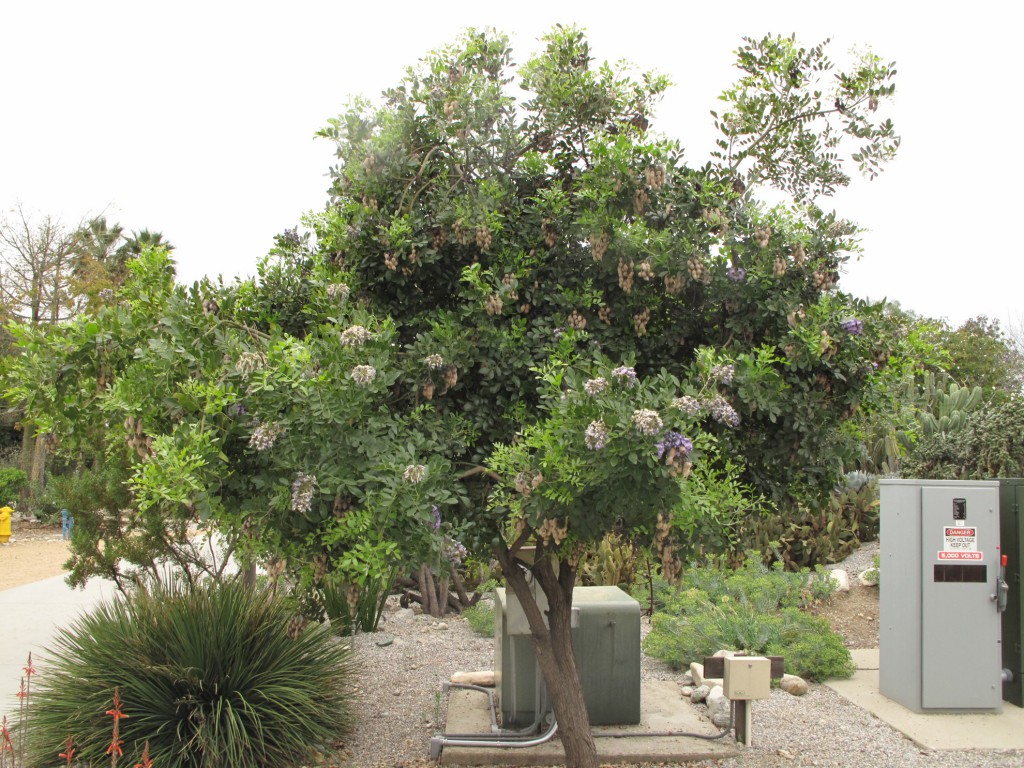 Grove House-tree - Sophora secundiflora (Texas mountain laurel)
