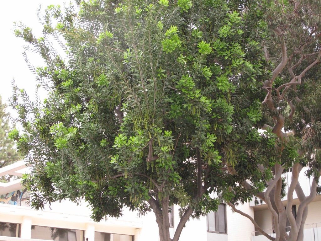 Mead-tree - Macadamia tetraphylla