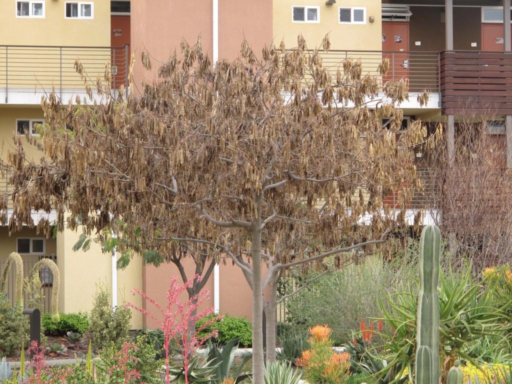 Phase I - Koelreuteria paniculata (Golden raintree)